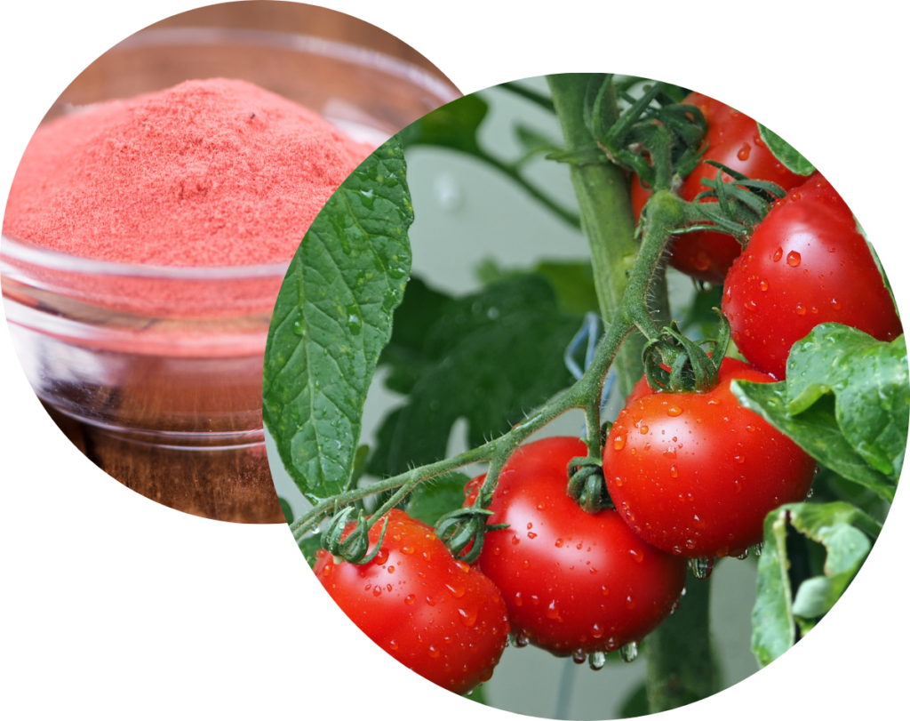 Lycopene Extract